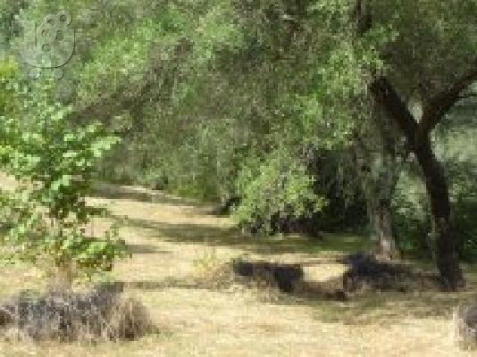 πωλειται οικοπεδο στην παλαιοκαστριτσα κερκυραs